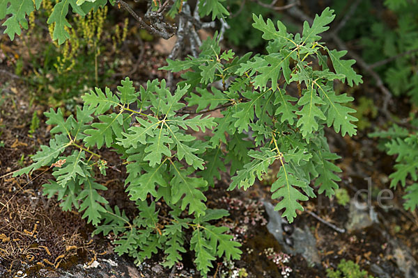 Flaumeiche (Quercus pubescens)