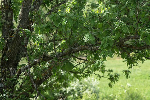 Flaumeiche (Quercus pubescens)