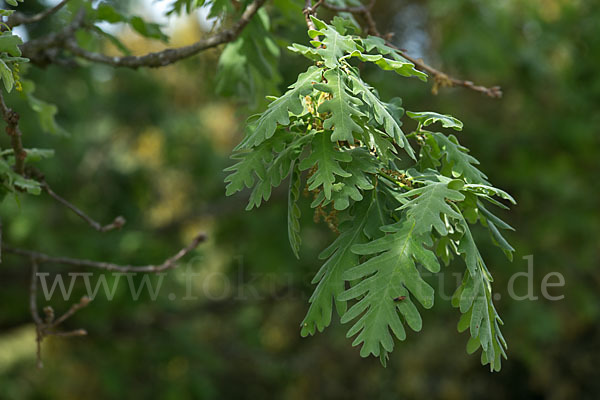 Flaumeiche (Quercus pubescens)