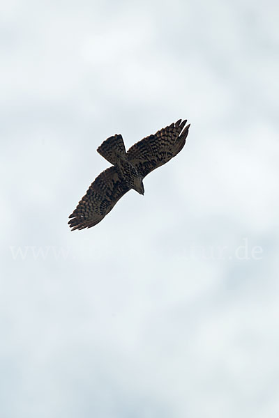 Fleckenadler (Hieraaetus ayresii)