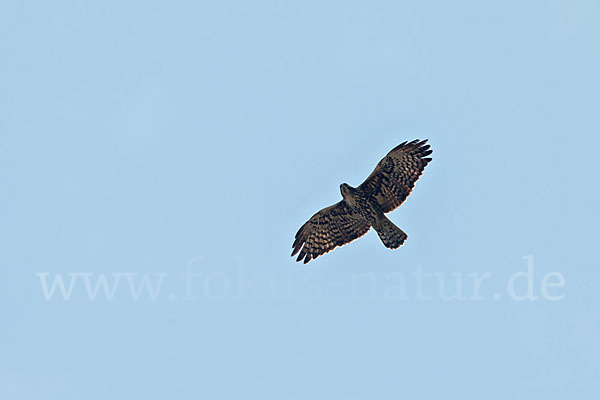 Fleckenadler (Hieraaetus ayresii)