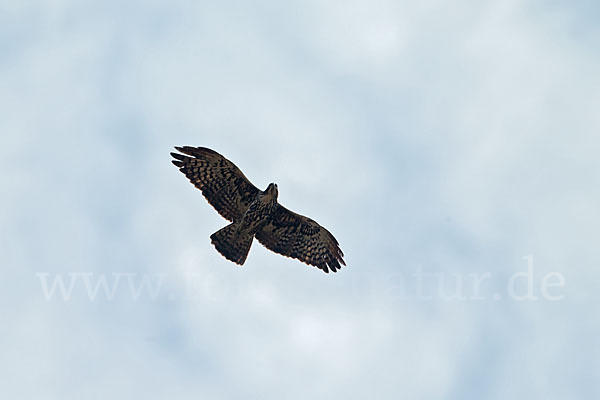 Fleckenadler (Hieraaetus ayresii)