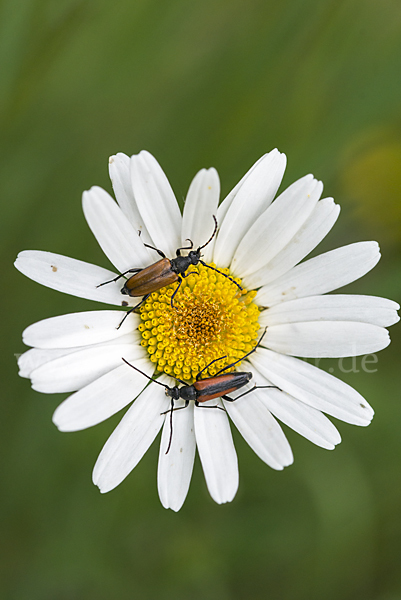 Fleckenhörniger Halsbock (Stictoleptura maculicornis)