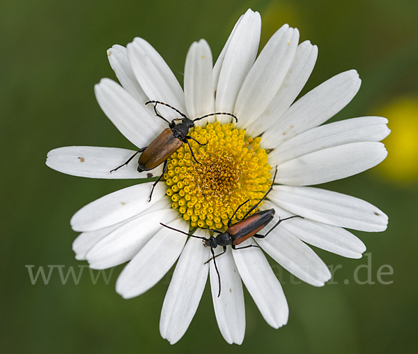 Fleckenhörniger Halsbock (Stictoleptura maculicornis)