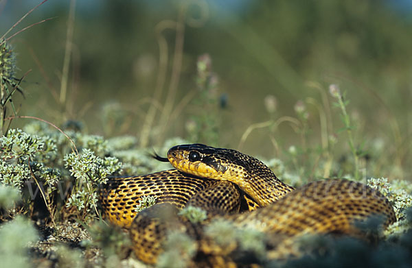 Fleckennatter (Elaphe sauromates)