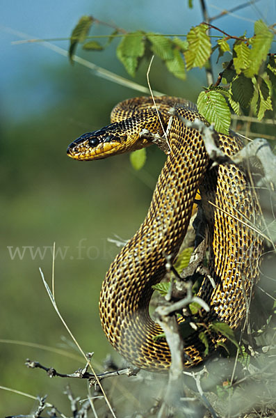 Fleckennatter (Elaphe sauromates)