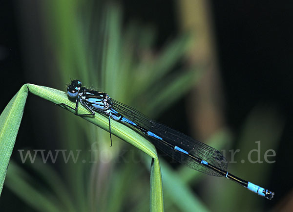 Fledermaus- Azurjungfer (Coenagrion pulchellum)