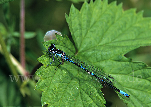 Fledermaus- Azurjungfer (Coenagrion pulchellum)