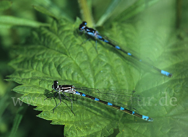 Fledermaus- Azurjungfer (Coenagrion pulchellum)