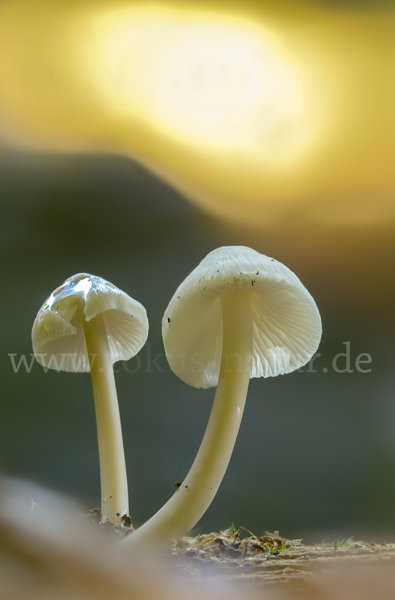 Fleischbräunlicher Helmling (Mycena metata)