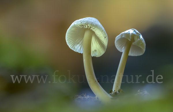 Fleischbräunlicher Helmling (Mycena metata)