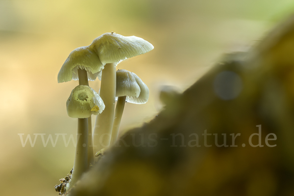 Fleischbräunlicher Helmling (Mycena metata)