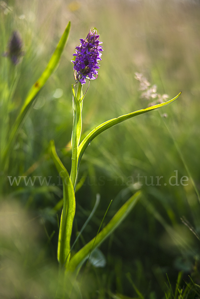 Fleischfarbenes Knabenkraut (Dactylorhiza incarnata)