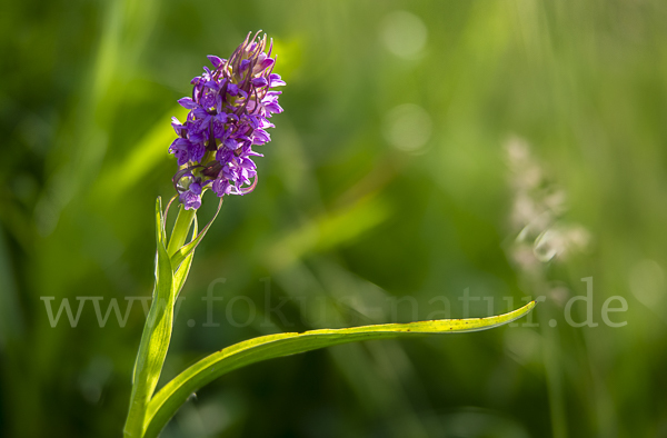 Fleischfarbenes Knabenkraut (Dactylorhiza incarnata)