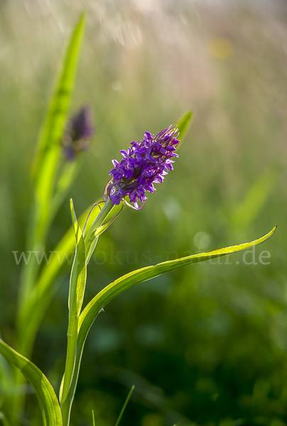 Fleischfarbenes Knabenkraut (Dactylorhiza incarnata)