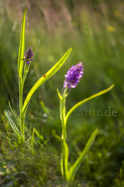 Fleischfarbenes Knabenkraut (Dactylorhiza incarnata)