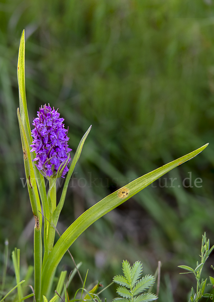 Fleischfarbenes Knabenkraut (Dactylorhiza incarnata)