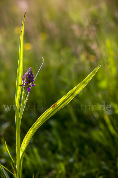 Fleischfarbenes Knabenkraut (Dactylorhiza incarnata)