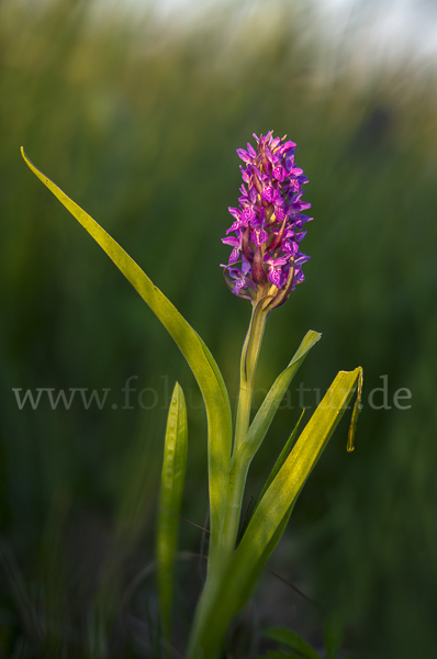 Fleischfarbenes Knabenkraut (Dactylorhiza incarnata)