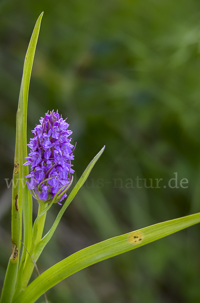 Fleischfarbenes Knabenkraut (Dactylorhiza incarnata)