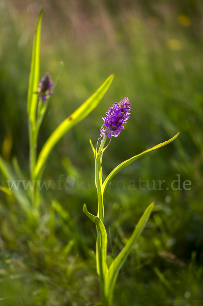 Fleischfarbenes Knabenkraut (Dactylorhiza incarnata)