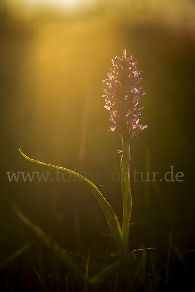 Fleischfarbenes Knabenkraut (Dactylorhiza incarnata)