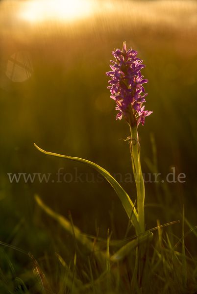 Fleischfarbenes Knabenkraut (Dactylorhiza incarnata)