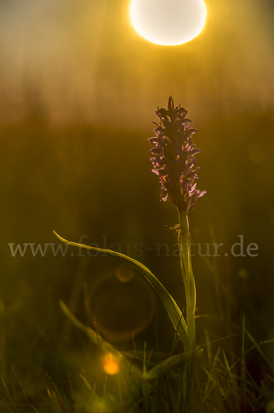 Fleischfarbenes Knabenkraut (Dactylorhiza incarnata)