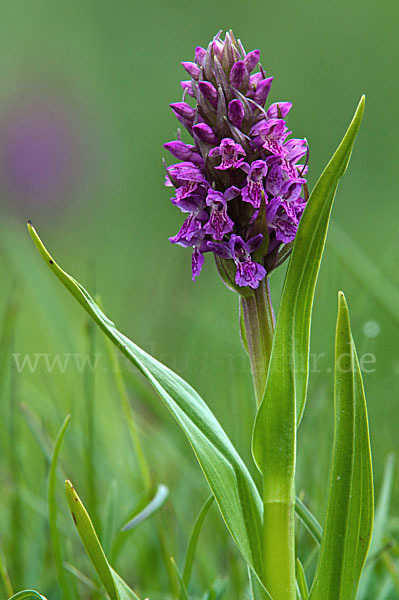 Fleischfarbenes Knabenkraut (Dactylorhiza incarnata)