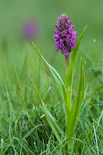 Fleischfarbenes Knabenkraut (Dactylorhiza incarnata)