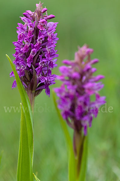 Fleischfarbenes Knabenkraut (Dactylorhiza incarnata)