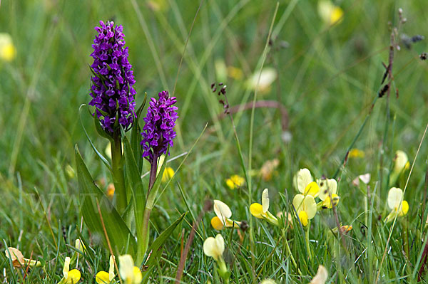 Fleischfarbenes Knabenkraut (Dactylorhiza incarnata)