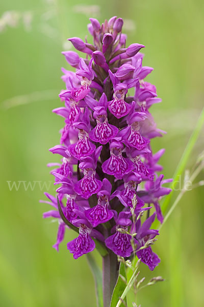 Fleischfarbenes Knabenkraut subsp. (Dactylorhiza incarnata subsp. coccinea)