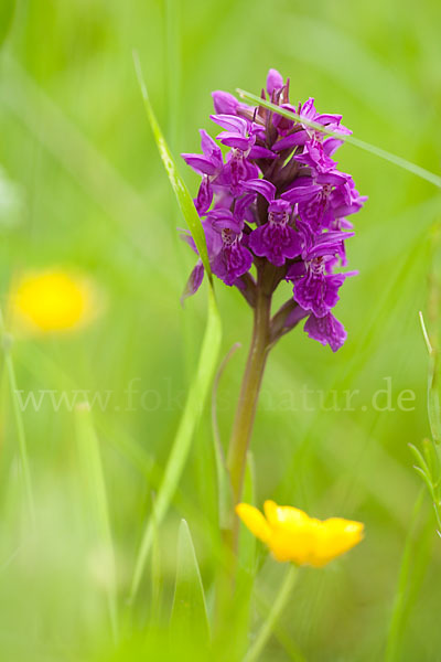 Fleischfarbenes Knabenkraut subsp. (Dactylorhiza incarnata subsp. coccinea)