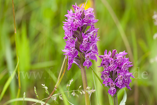 Fleischfarbenes Knabenkraut subsp. (Dactylorhiza incarnata subsp. coccinea)