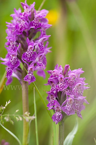 Fleischfarbenes Knabenkraut subsp. (Dactylorhiza incarnata subsp. coccinea)