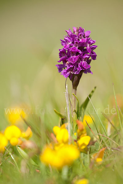 Fleischfarbenes Knabenkraut subsp. (Dactylorhiza incarnata subsp. coccinea)