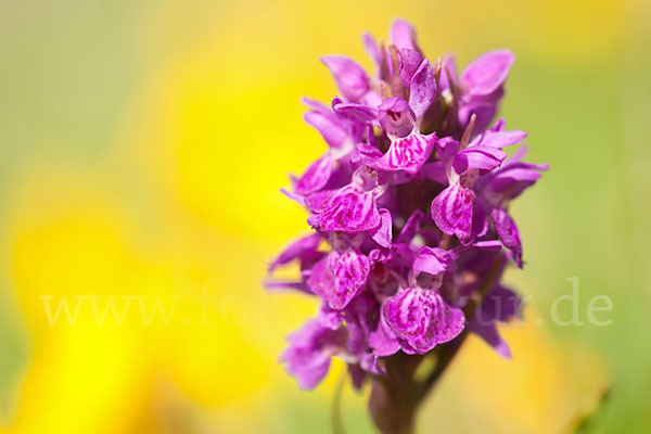 Fleischfarbenes Knabenkraut subsp. (Dactylorhiza incarnata subsp. coccinea)