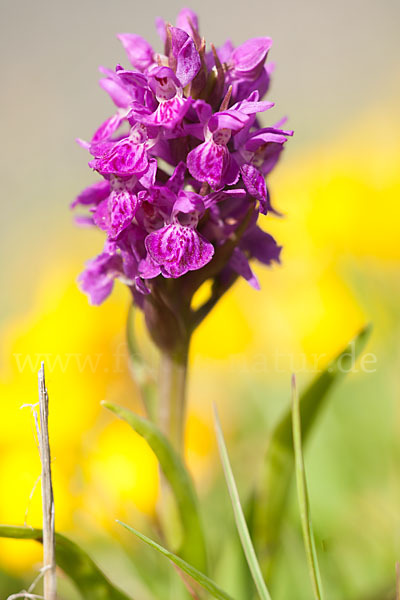 Fleischfarbenes Knabenkraut subsp. (Dactylorhiza incarnata subsp. coccinea)