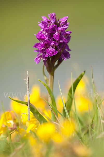 Fleischfarbenes Knabenkraut subsp. (Dactylorhiza incarnata subsp. coccinea)