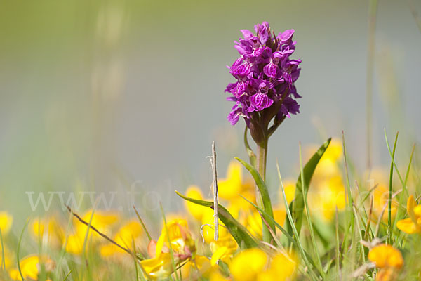 Fleischfarbenes Knabenkraut subsp. (Dactylorhiza incarnata subsp. coccinea)