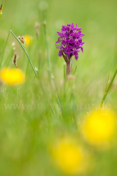 Fleischfarbenes Knabenkraut subsp. (Dactylorhiza incarnata subsp. coccinea)