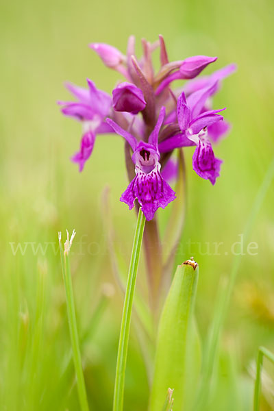 Fleischfarbenes Knabenkraut subsp. (Dactylorhiza incarnata subsp. coccinea)