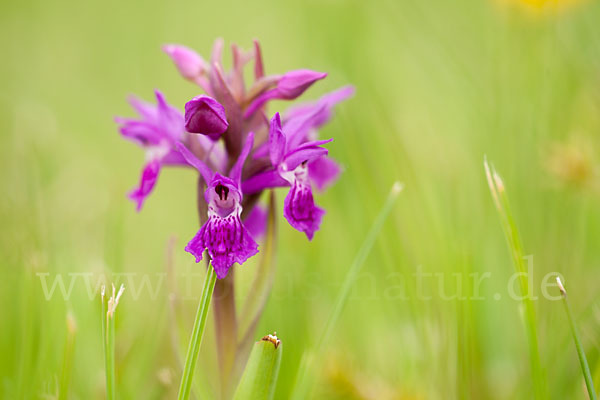 Fleischfarbenes Knabenkraut subsp. (Dactylorhiza incarnata subsp. coccinea)