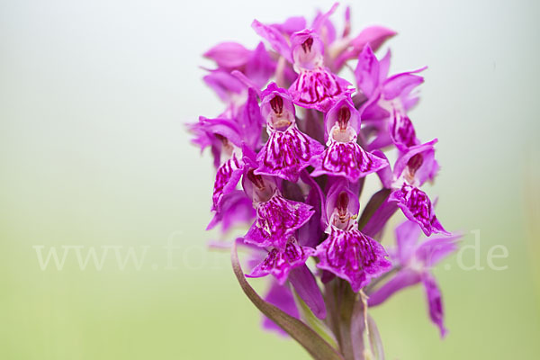 Fleischfarbenes Knabenkraut subsp. (Dactylorhiza incarnata subsp. coccinea)