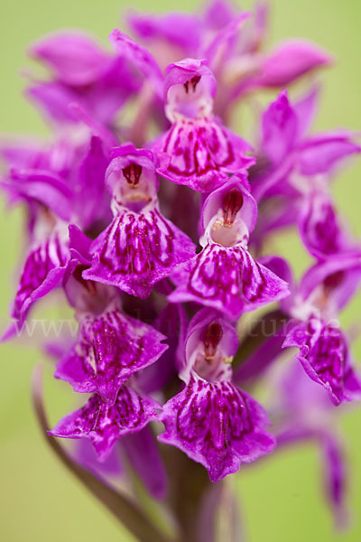 Fleischfarbenes Knabenkraut subsp. (Dactylorhiza incarnata subsp. coccinea)