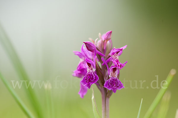 Fleischfarbenes Knabenkraut subsp. (Dactylorhiza incarnata subsp. coccinea)