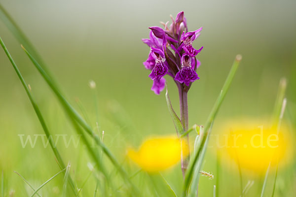 Fleischfarbenes Knabenkraut subsp. (Dactylorhiza incarnata subsp. coccinea)