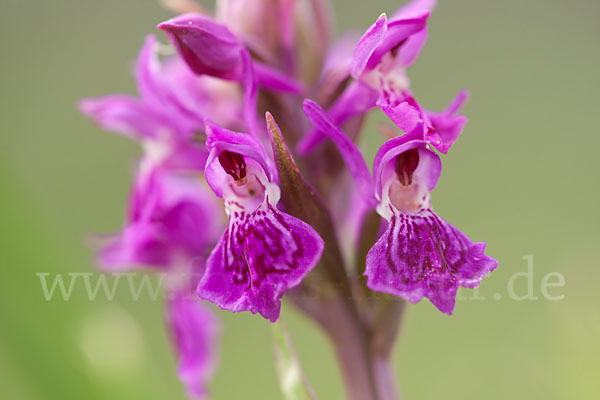 Fleischfarbenes Knabenkraut subsp. (Dactylorhiza incarnata subsp. coccinea)