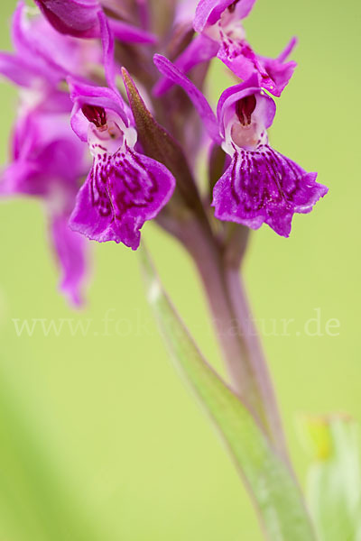 Fleischfarbenes Knabenkraut subsp. (Dactylorhiza incarnata subsp. coccinea)